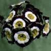 Primula Auricula Holyrood - Abriachan Nurseries